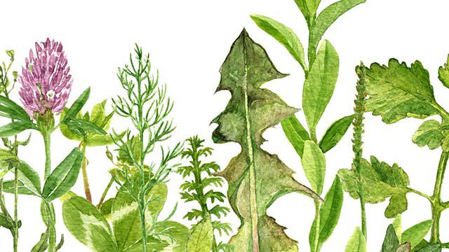 Tekenen van verschillende kruiden en planten.