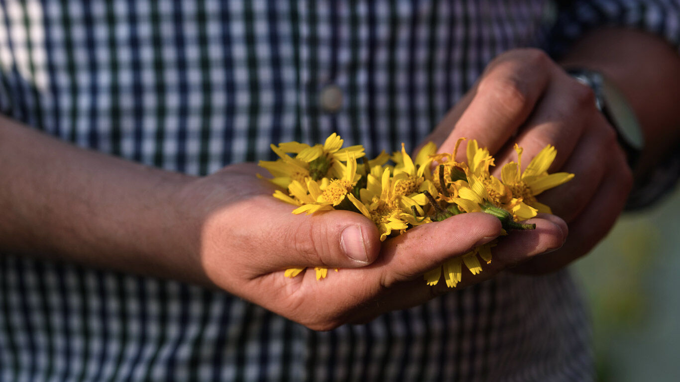 Arnica bloemen: Arnica montana