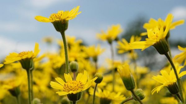 Arnica planten