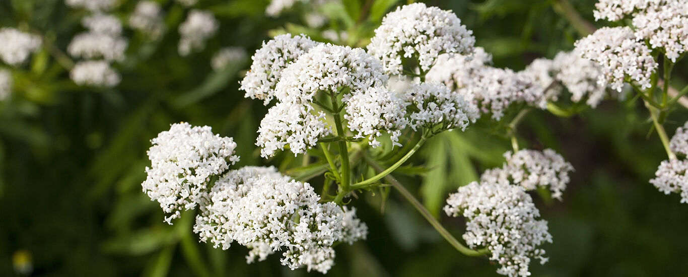 Valeriaan in het Kneipp Plantenwoordenboek