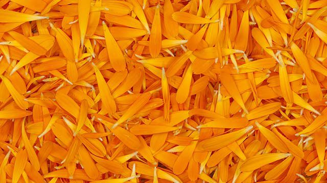 Gros plan sur des pétales de calendula