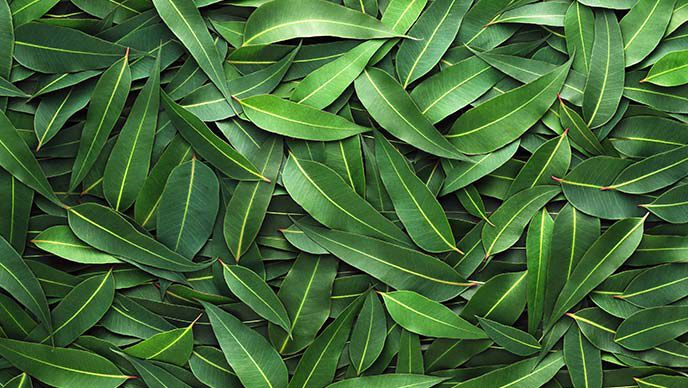 Eucalyptus bladeren