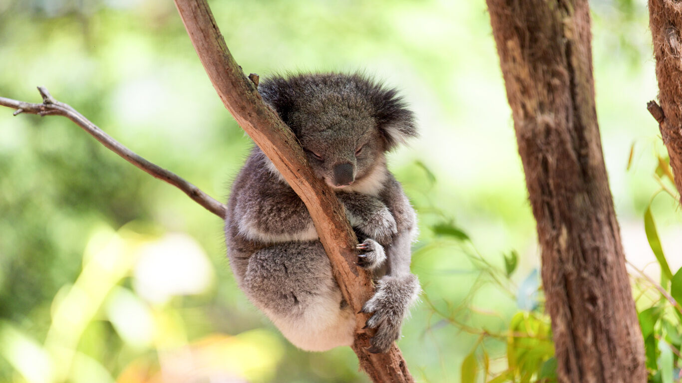 Koala op een eucalyptusboom.