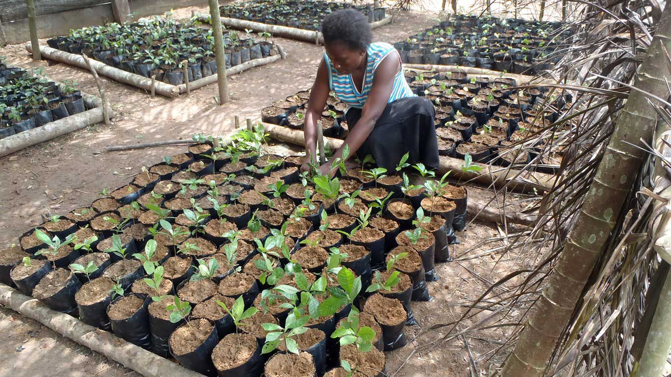 Une femme plante des plants pour reboiser