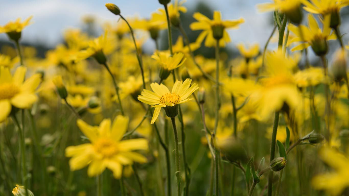 Arnica is een van Kneipp's favoriete planten