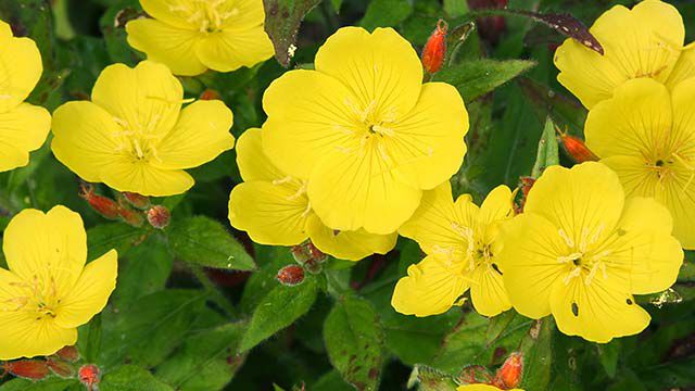 Onagre en fleurs