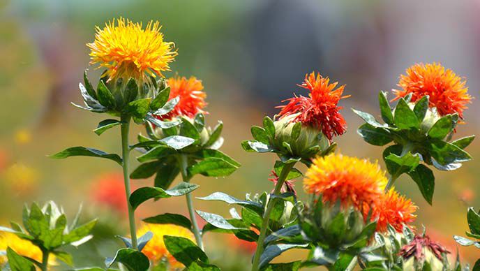 Distel planten