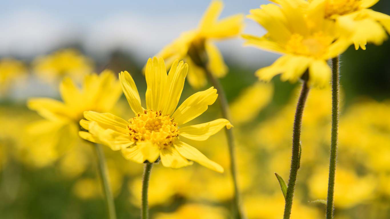 De arnica plant bloeit helder geel