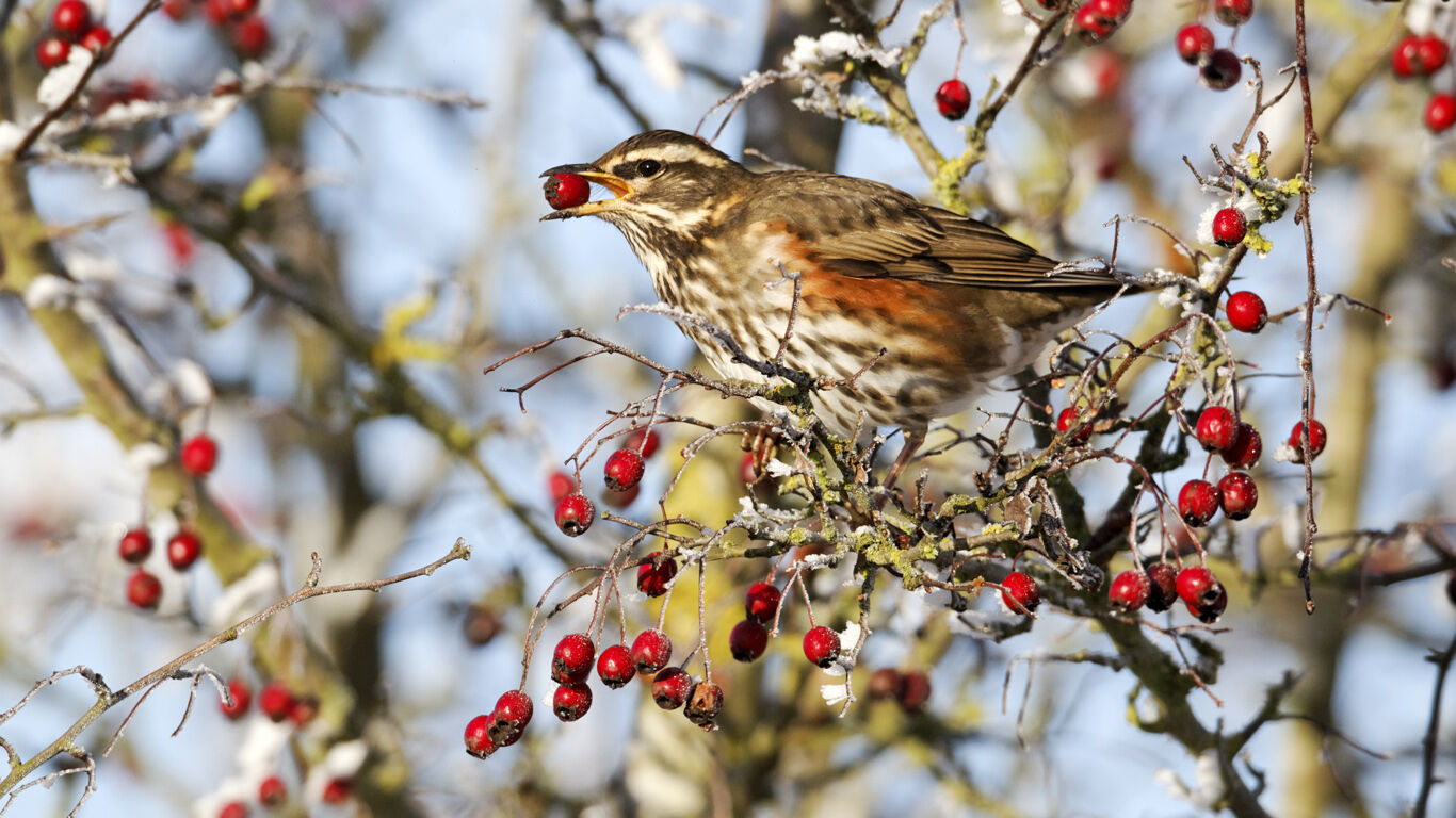 Oiseau assis dans une aubépine. Il tient dans son bec un faux fruit d'aubépine. 