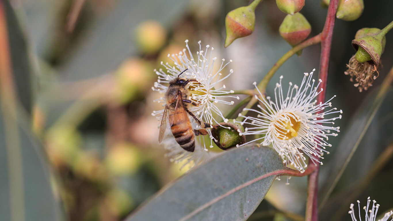 Close-up van een insect op een eucalyptusbloem.
