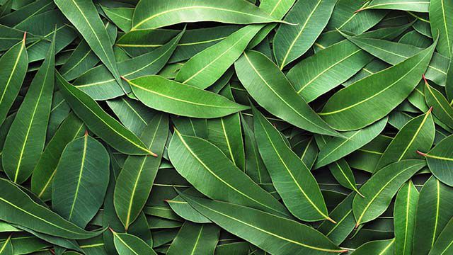 Close-up van eucalyptusbladeren