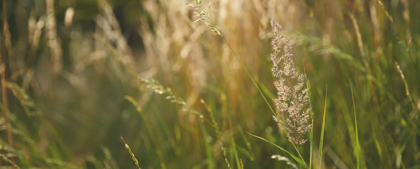 Kneipp gebruikt hernieuwbare grondstoffen, zoals gras, voor haar verpakkingen.