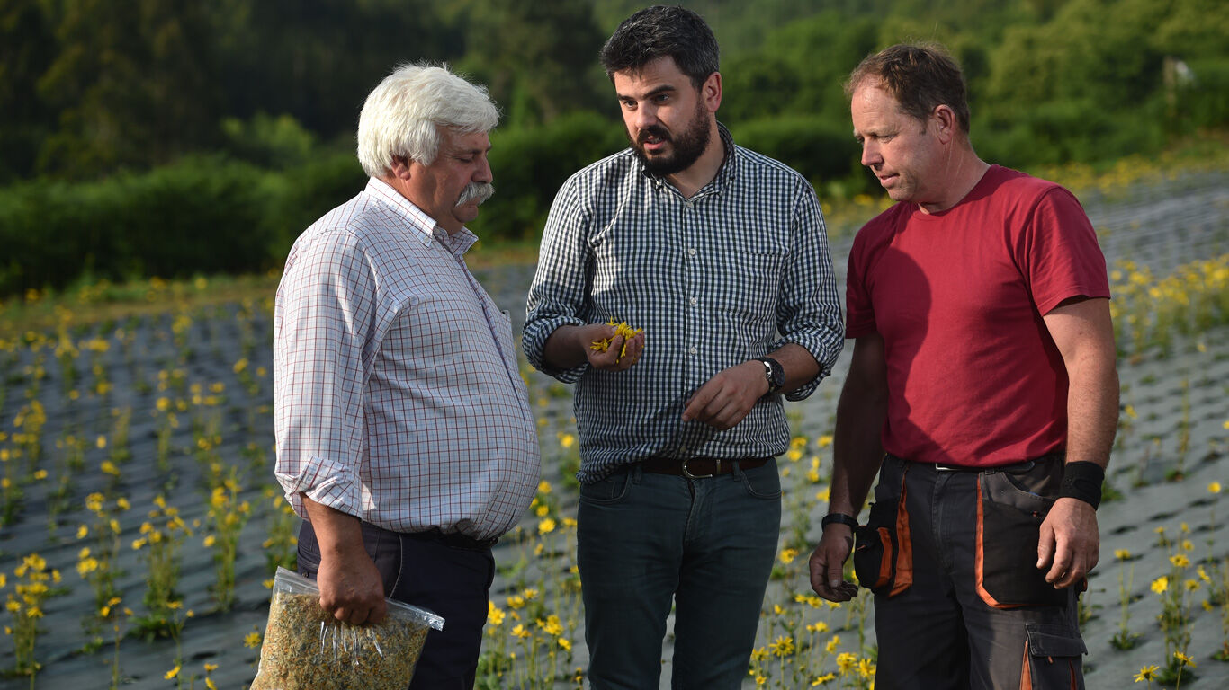 Hoe verzamelen we de Arnica montana