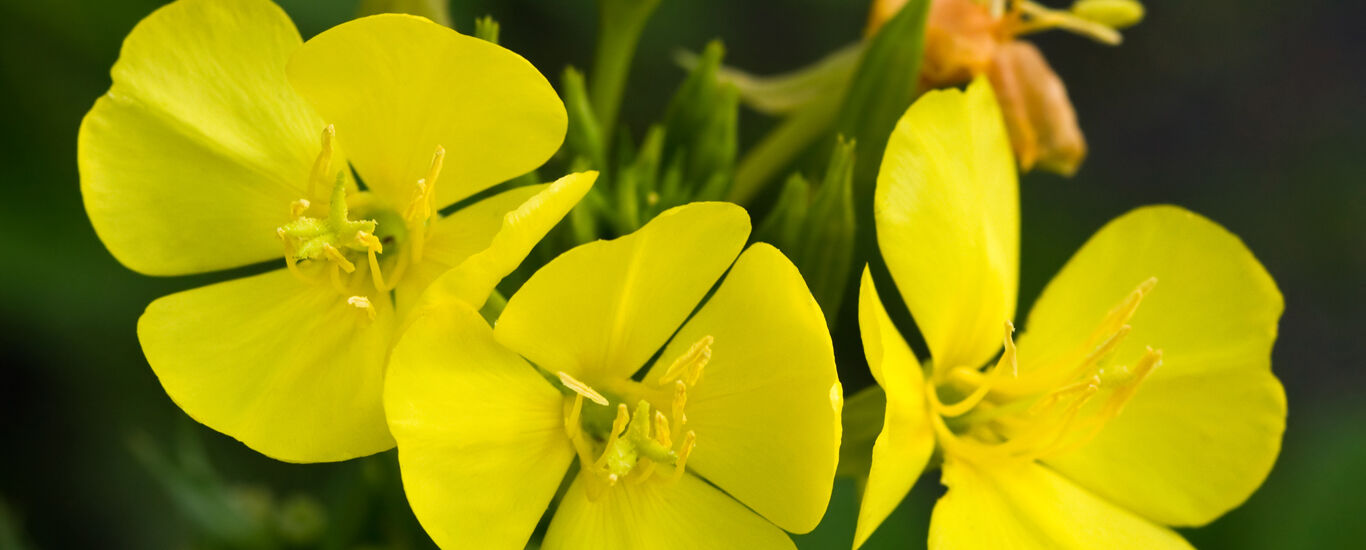 Evening primrose oil contributes to elastic skin