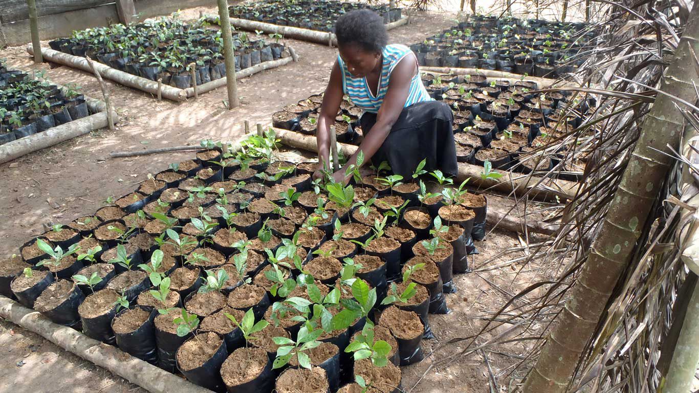 Vrouw plant zaailingen voor herbebossing in Isangi Territory
