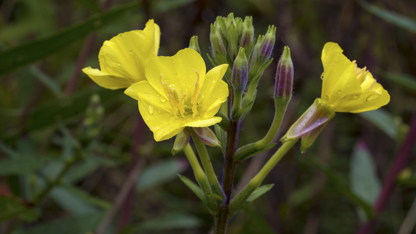 Teunisbloem als middel tegen droge huid en neurodermitis