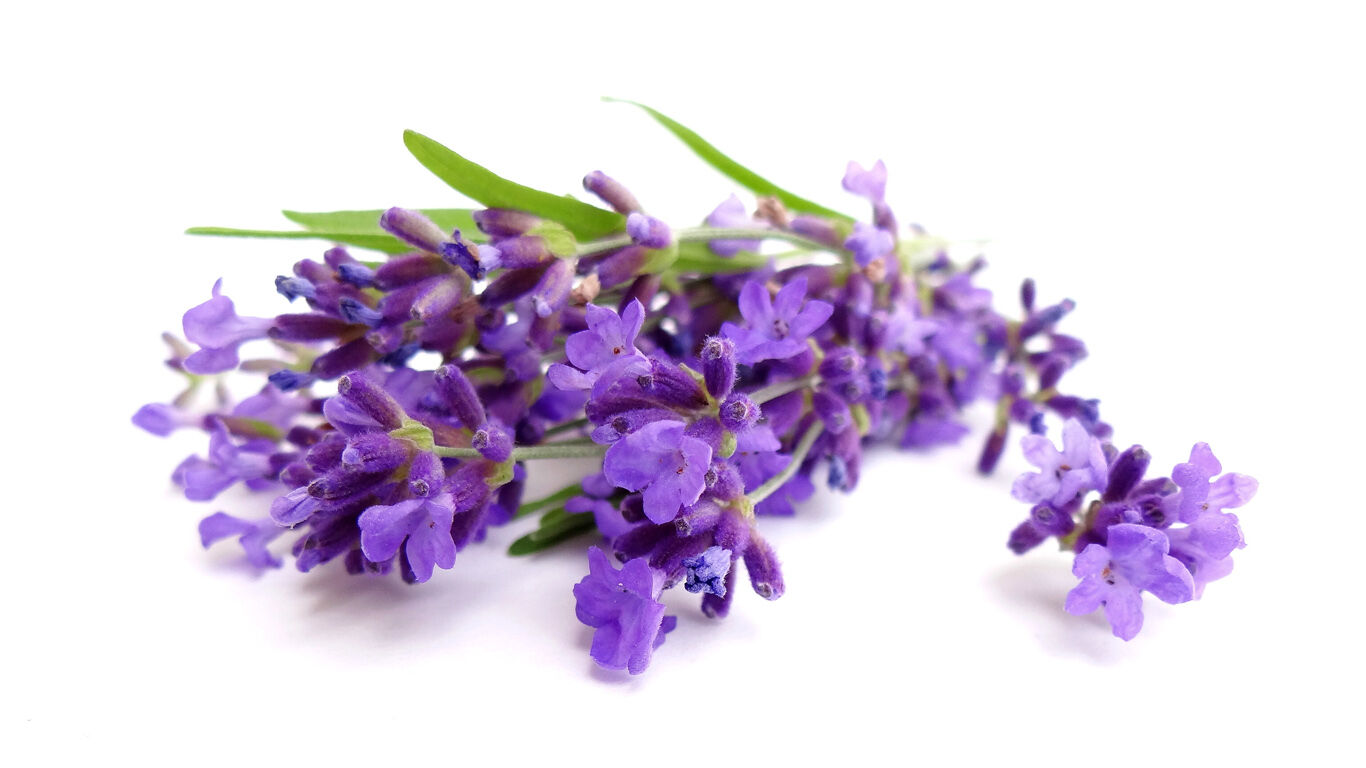 Lavendel zorgt voor harmonie en kalmeert de zenuwen 