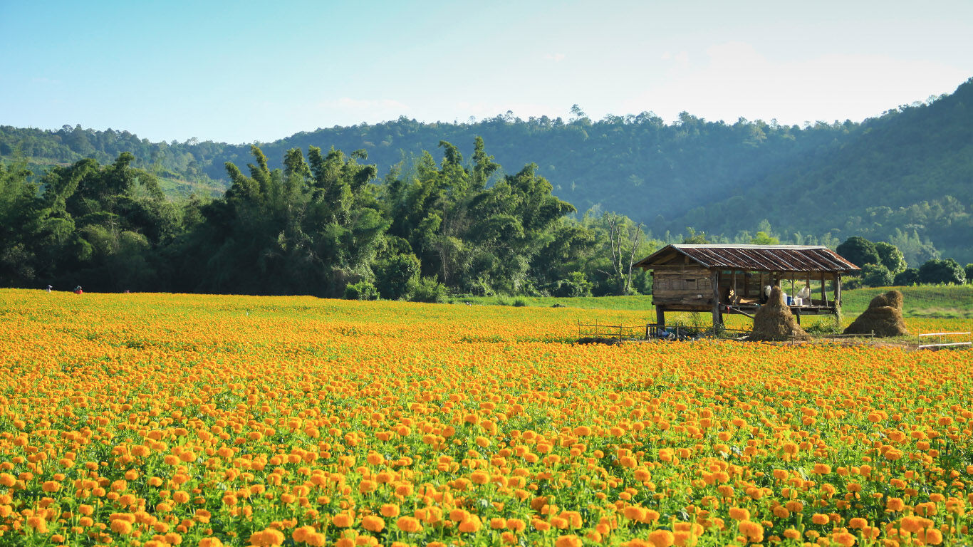 Ce qu'il faut savoir sur le calendula