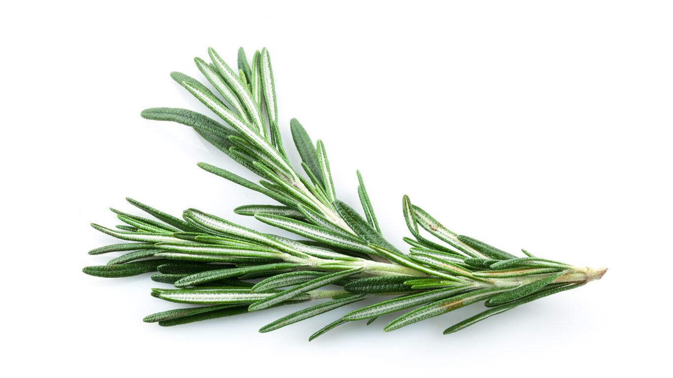 Rosemary