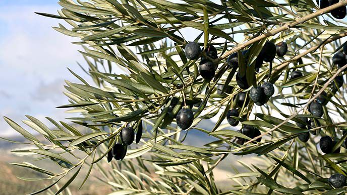 olives sur l'arbre.
