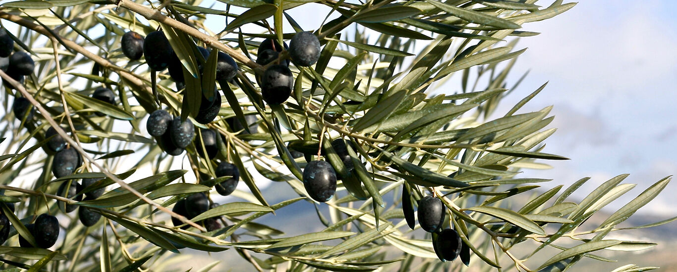 Olives sur l'arbre
