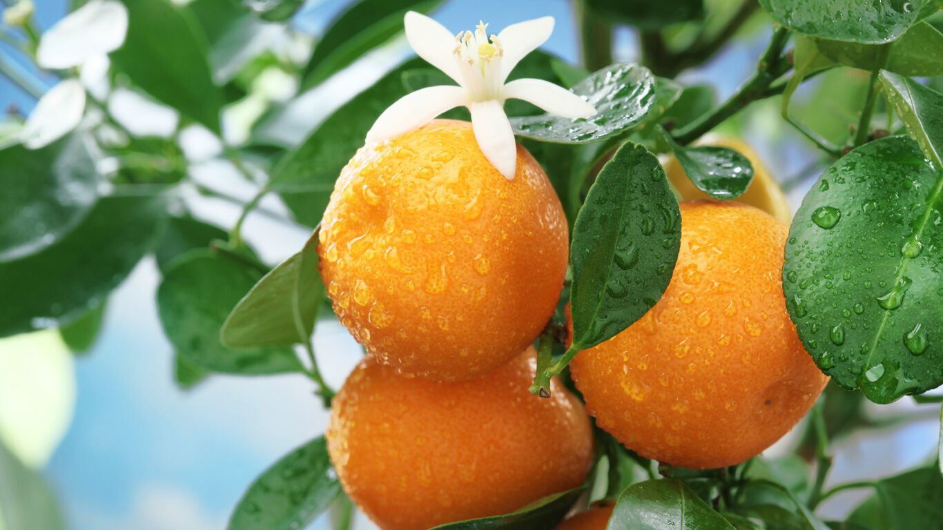 De naar citrus geurende vrucht van de sinaasappelboom