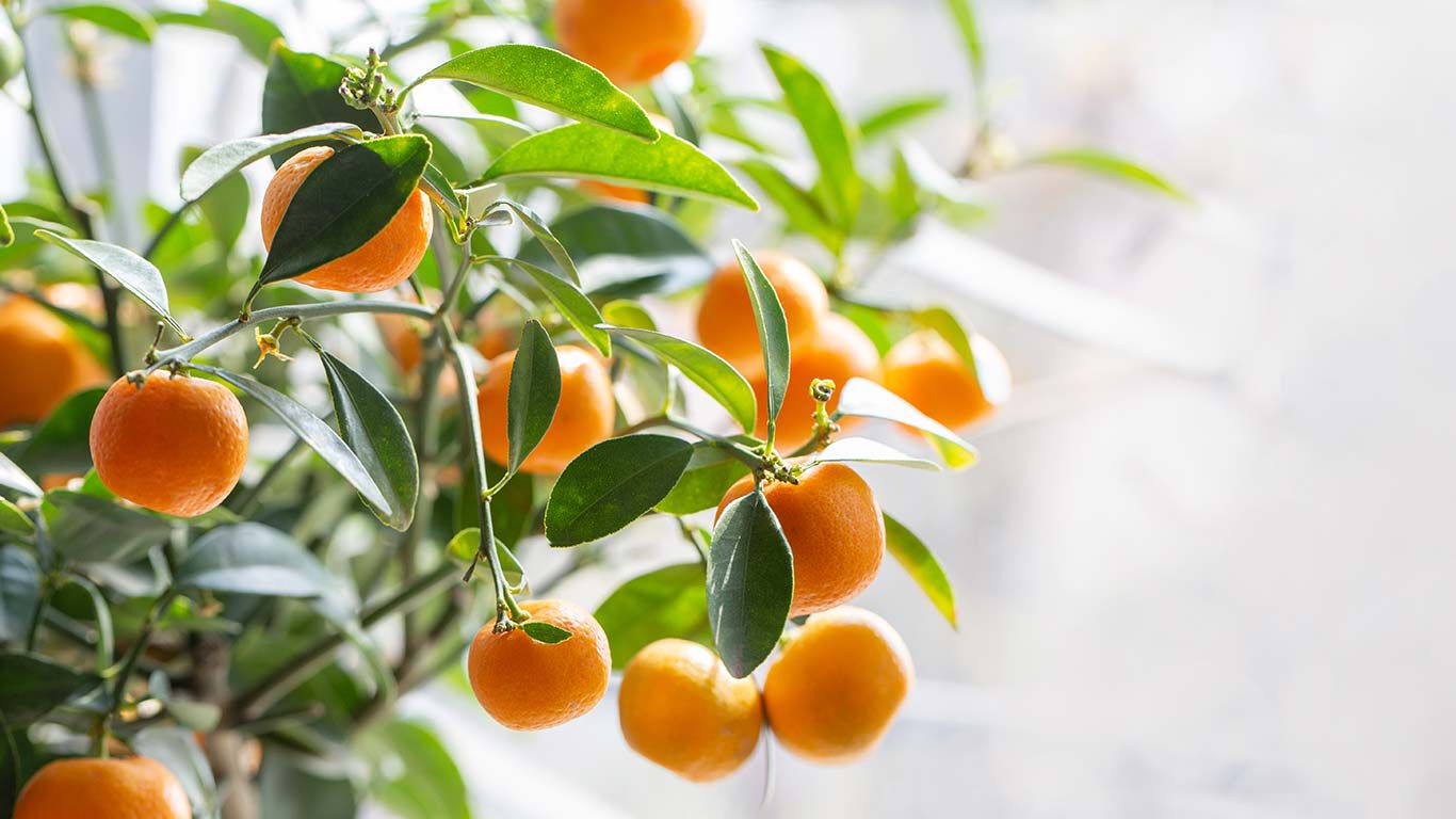 Des fruits de mandarine sur un arbre. 