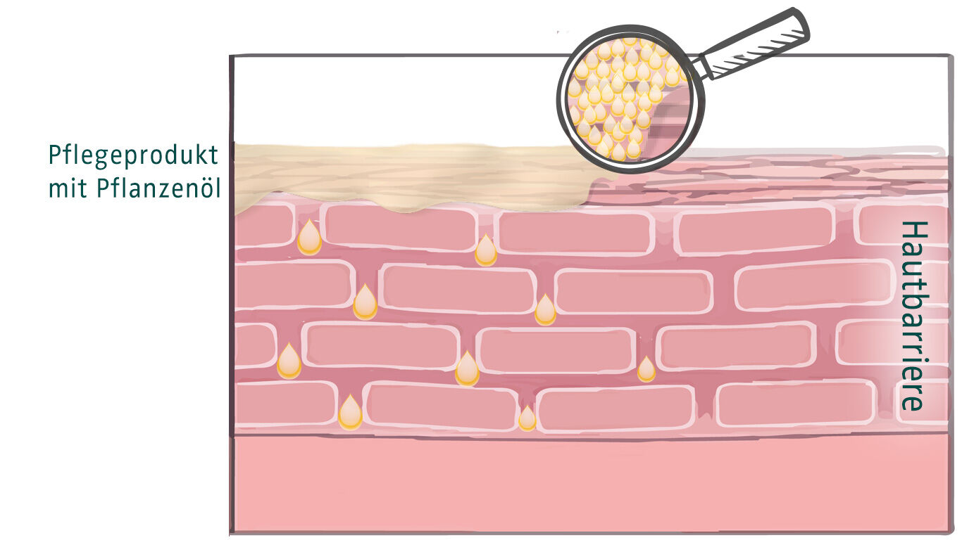 Illustration : mod&egrave;le de la peau montrant les diff&eacute;rentes couches cutan&eacute;es et illustrant, &agrave; l'aide de petites gouttes dessin&eacute;es, la mani&egrave;re dont une huile v&eacute;g&eacute;tale p&eacute;n&egrave;tre dans la barri&egrave;re cutan&eacute;e.