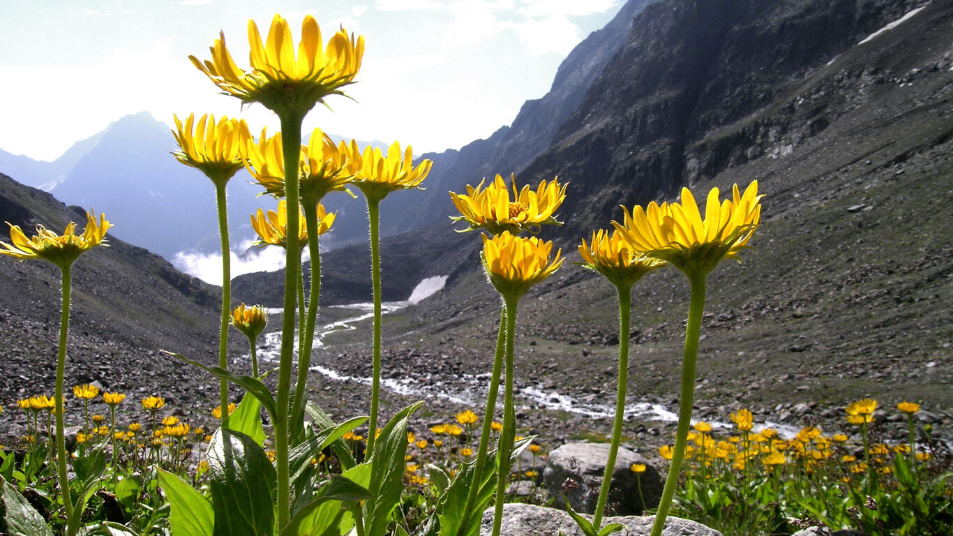 Plante d'arnica en montagne