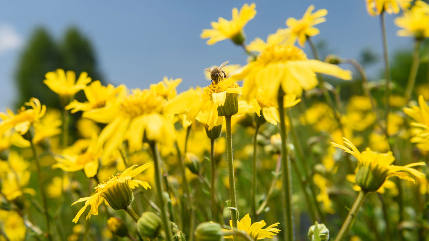 sustainable arnica cultivation