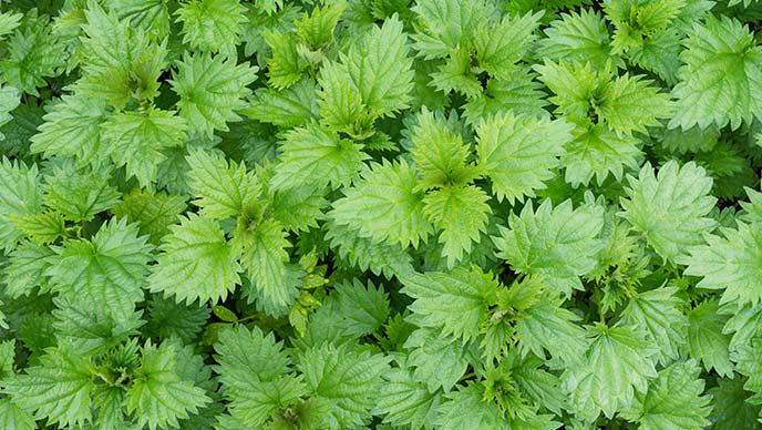 Brandnetel Planten