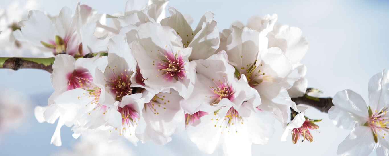 Close-up van een tak van de amandelboom met bloesems