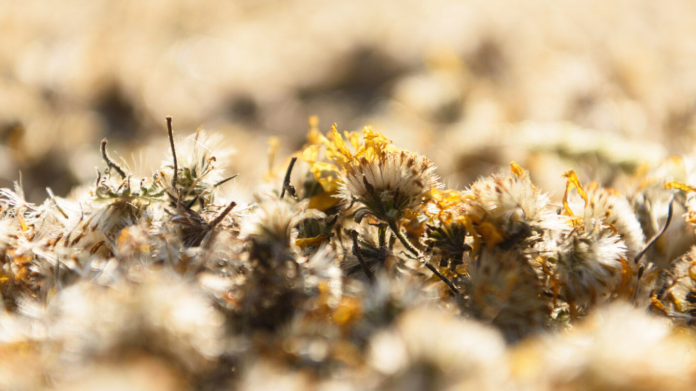 Ce n'est que lorsqu'elle est récoltée à maturité que l'arnica déploie tous ses effets.