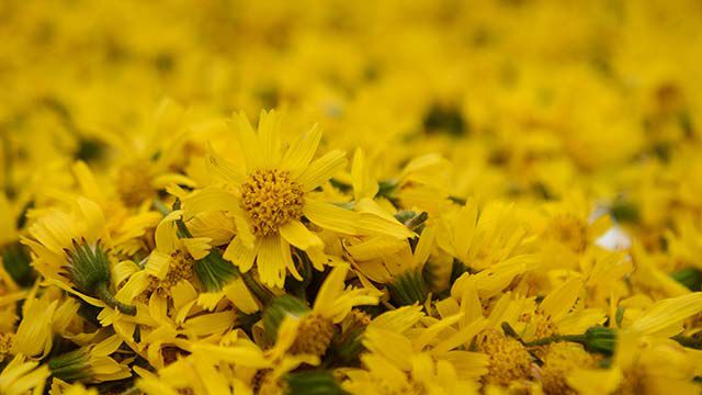 Gros plan sur des fleurs d'arnica