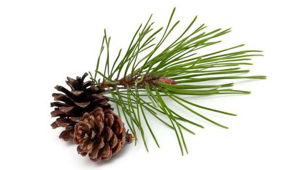 Pine