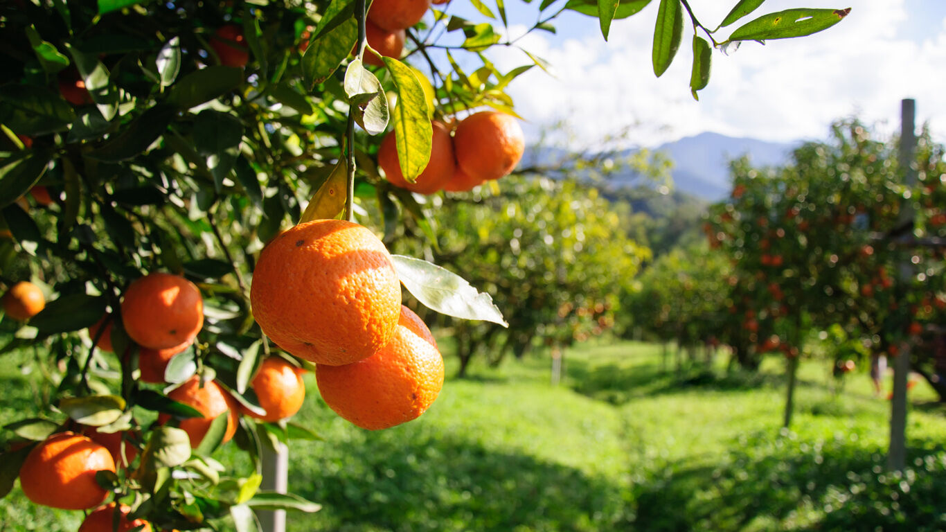 Ce qu'il faut savoir sur l'orange