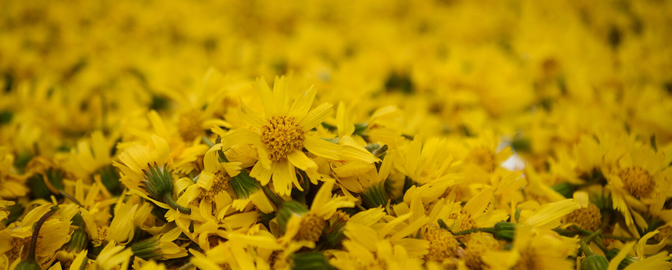 Gros plan sur des fleurs d'arnica