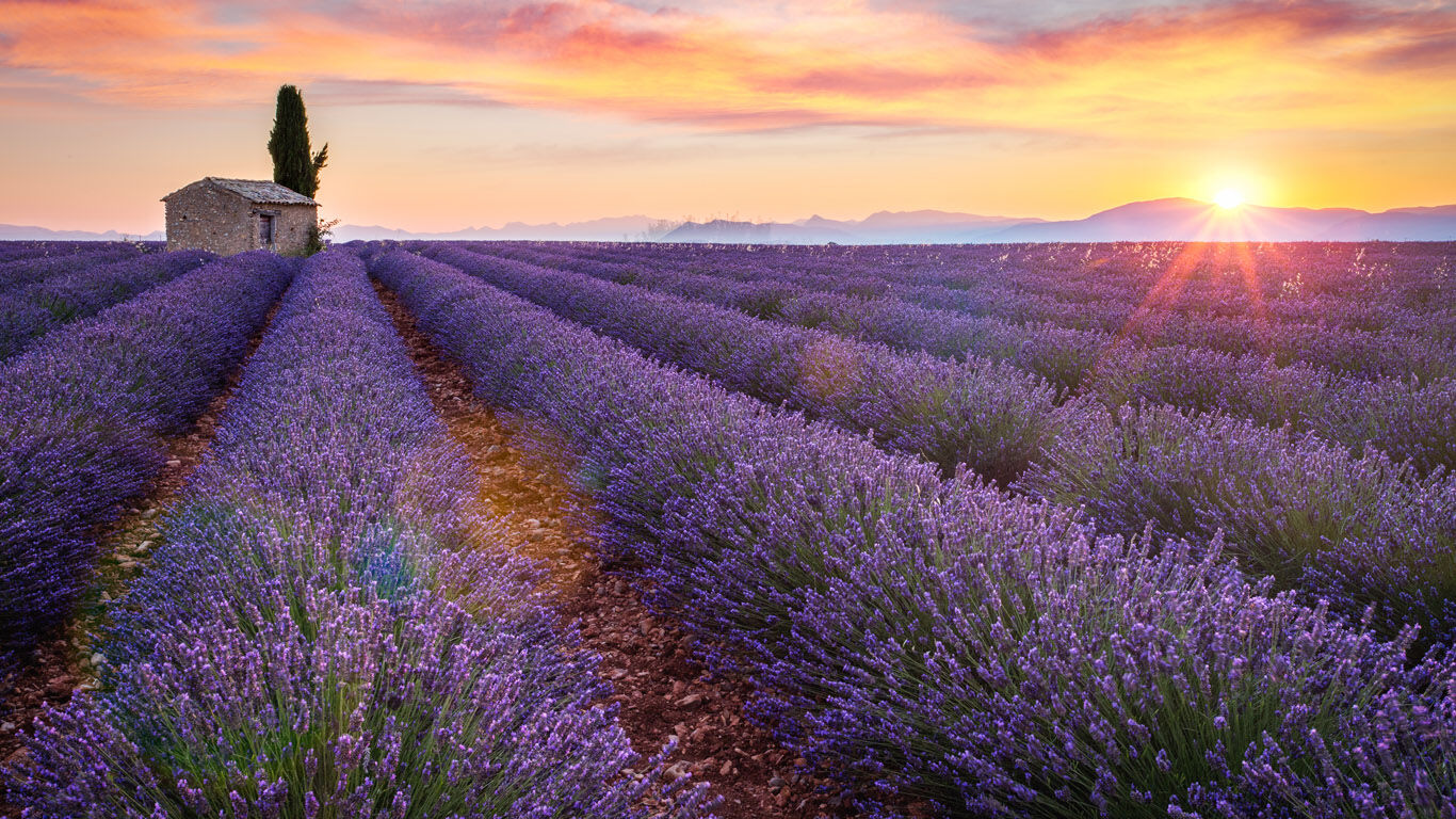 Lavendel zorgt voor harmonie en kalmeert de zenuwen