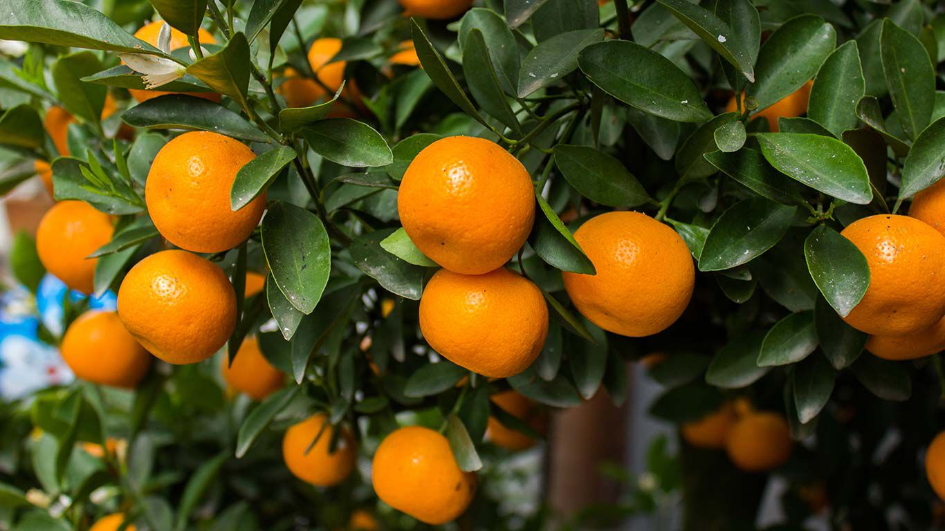 Oranje mandarijnen aan de boom