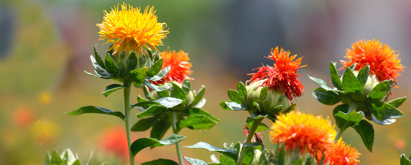 Foto van rood-gele en oranje bloemen van de distel