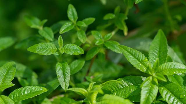 Gros plan sur la verveine citronnelle