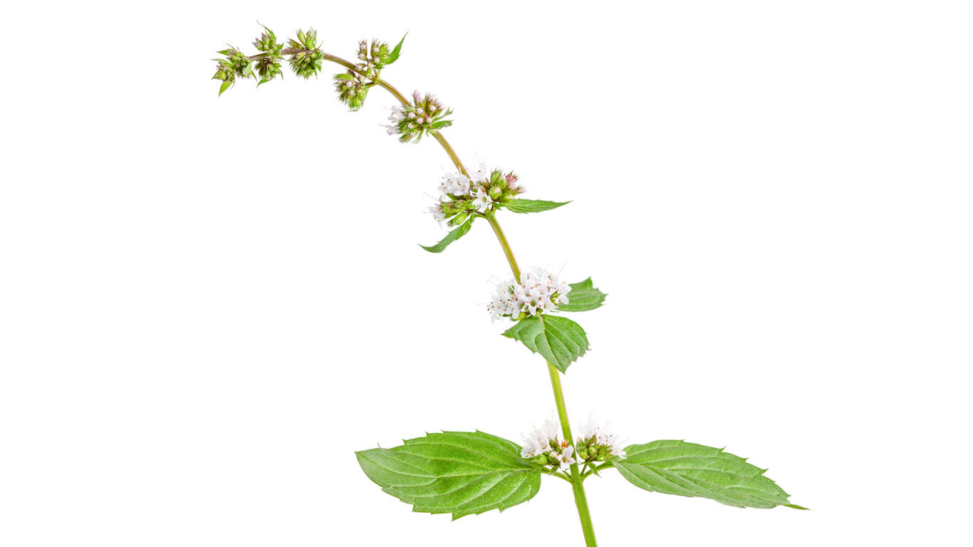 The essential oil of field mint is a real all-rounder
