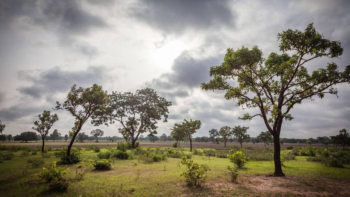 De karitéboom groeit in West- en Centraal-Afrika.