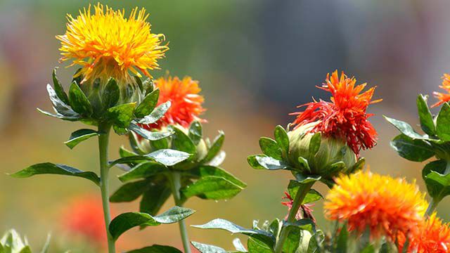 Foto van rood-gele en oranje bloemen van de distel