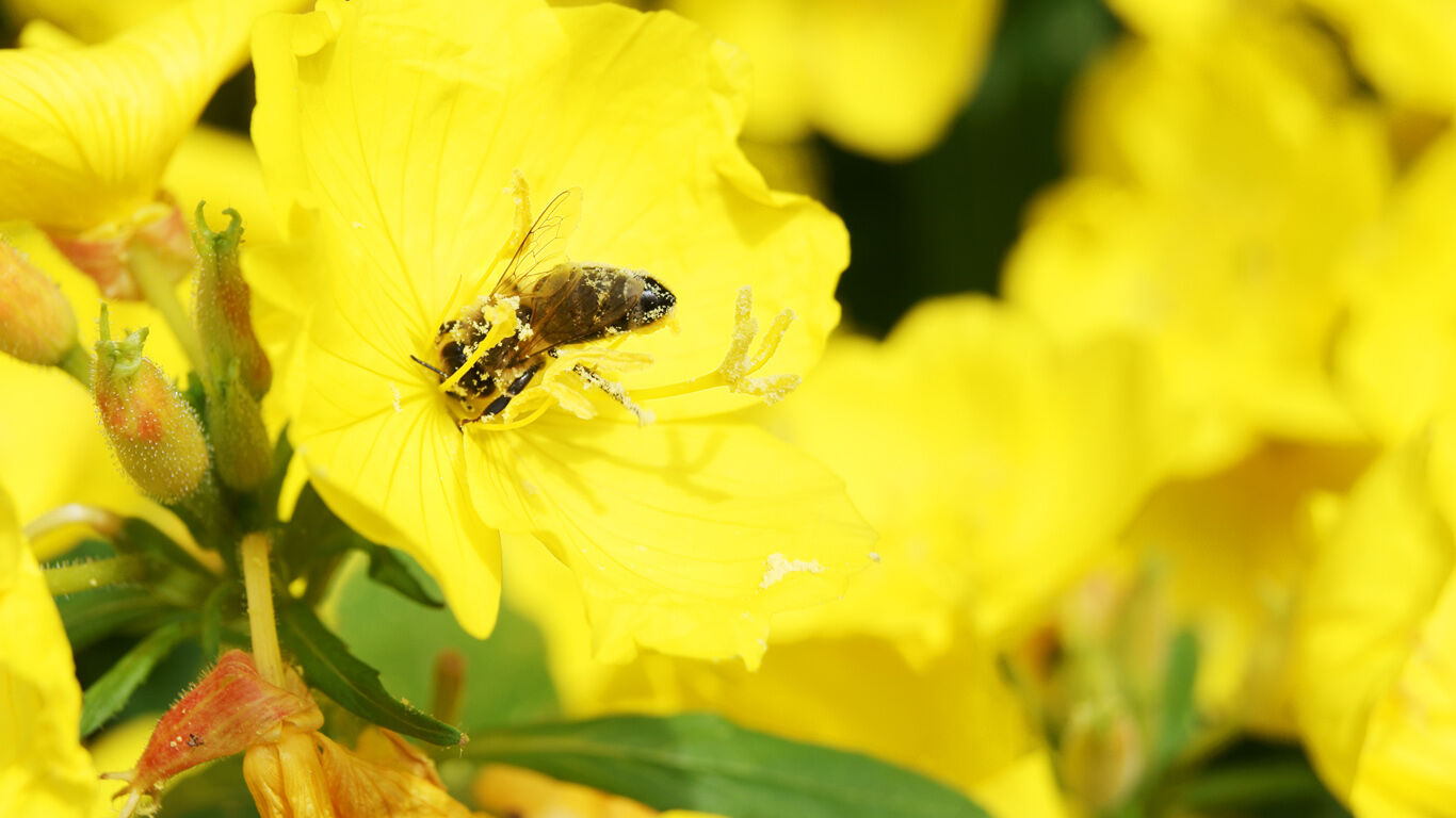 Interessante feiten over teunisbloem