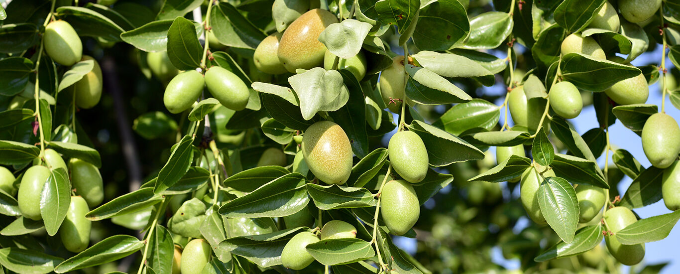 Gros plan sur une plante de jojoba