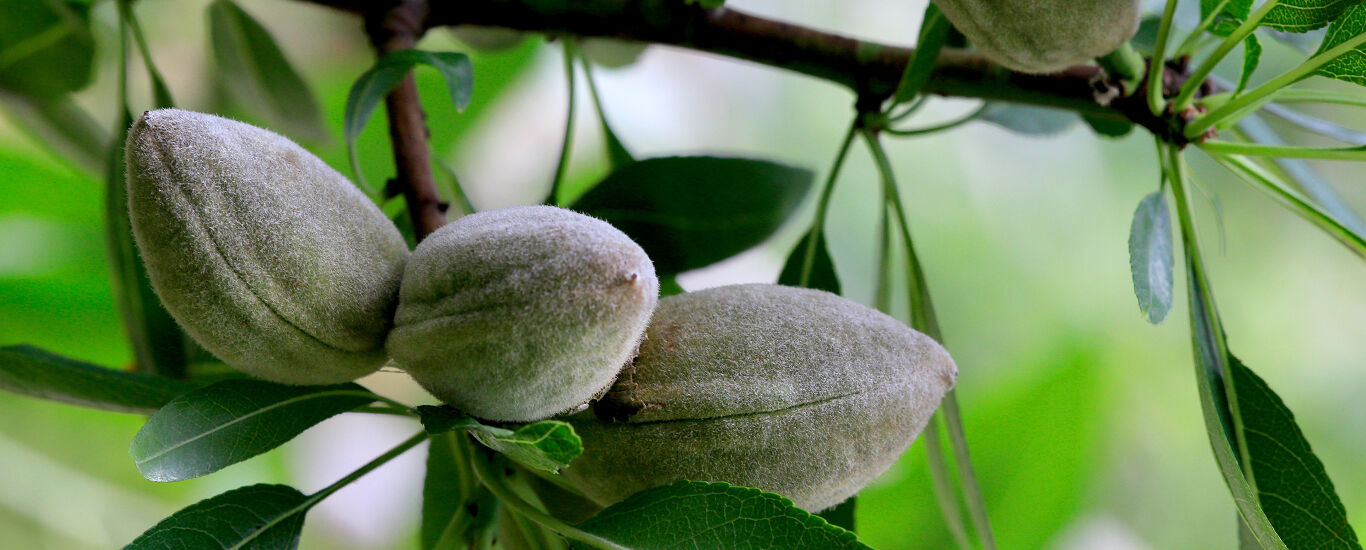 Almond oil is suitable for all skin types