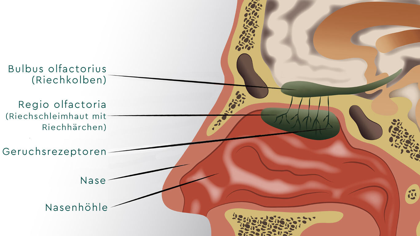 Cross-section of the nose showing where the olfactory bulb, the mucous membrane with the olfactory hairs, the olfactory receptors and the nasal cavity are located. 