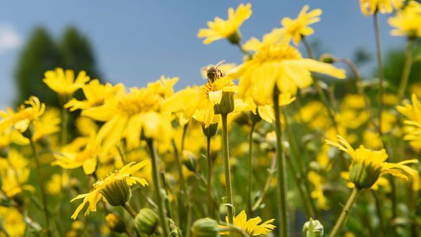 Arnica veld