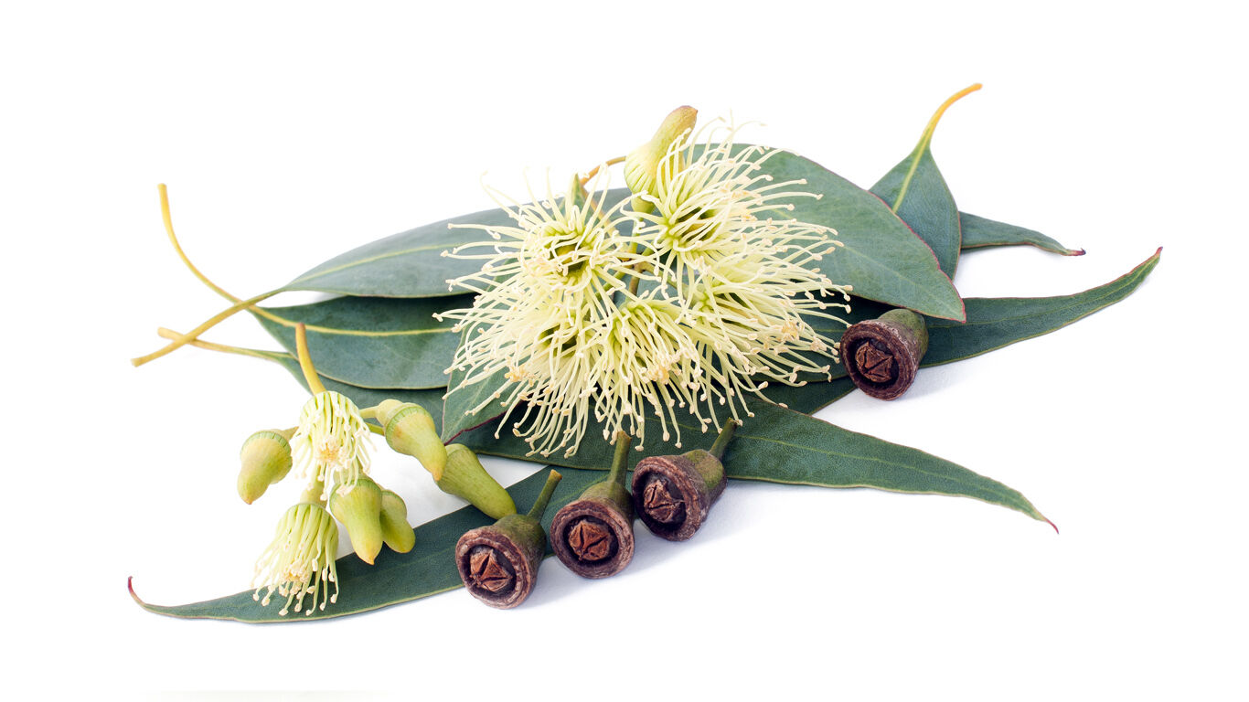 Kneipp Planten Woordenboek Eucalyptus